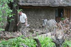IMG 8153-Kenya, Mara Buffalo Camp manager with his zebra called Milia